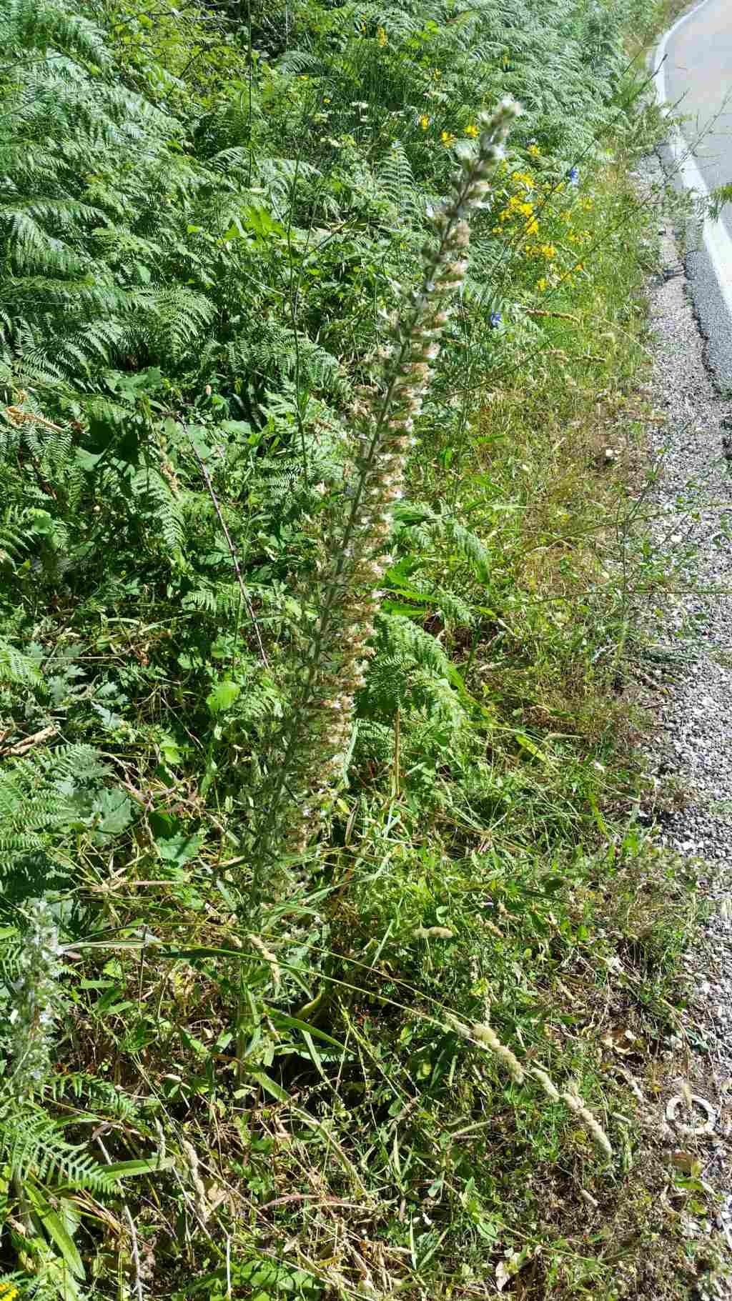 Echium italicum (Boraginaceae)